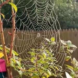 Meet your Posher, Dayna